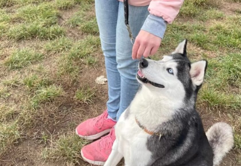 ürömi menhely séta PetWiseCare szitterekkel